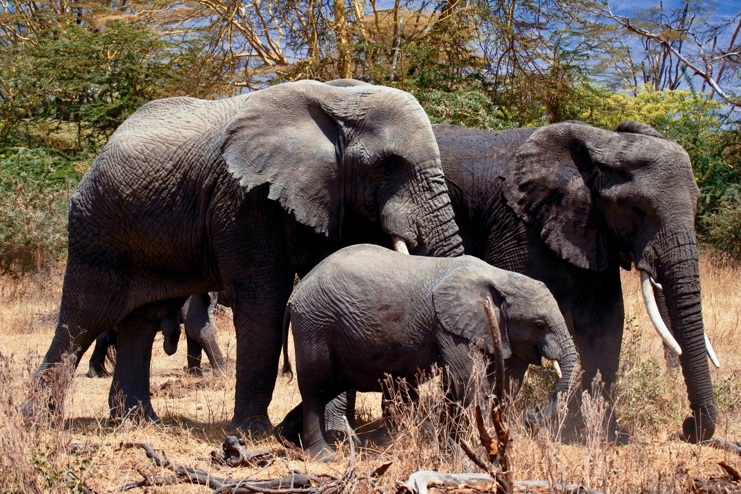 TARANGIRE NATIONAL PARK