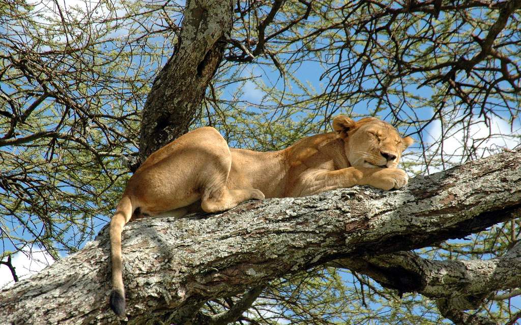 SERENGETI NATIONAL PARK