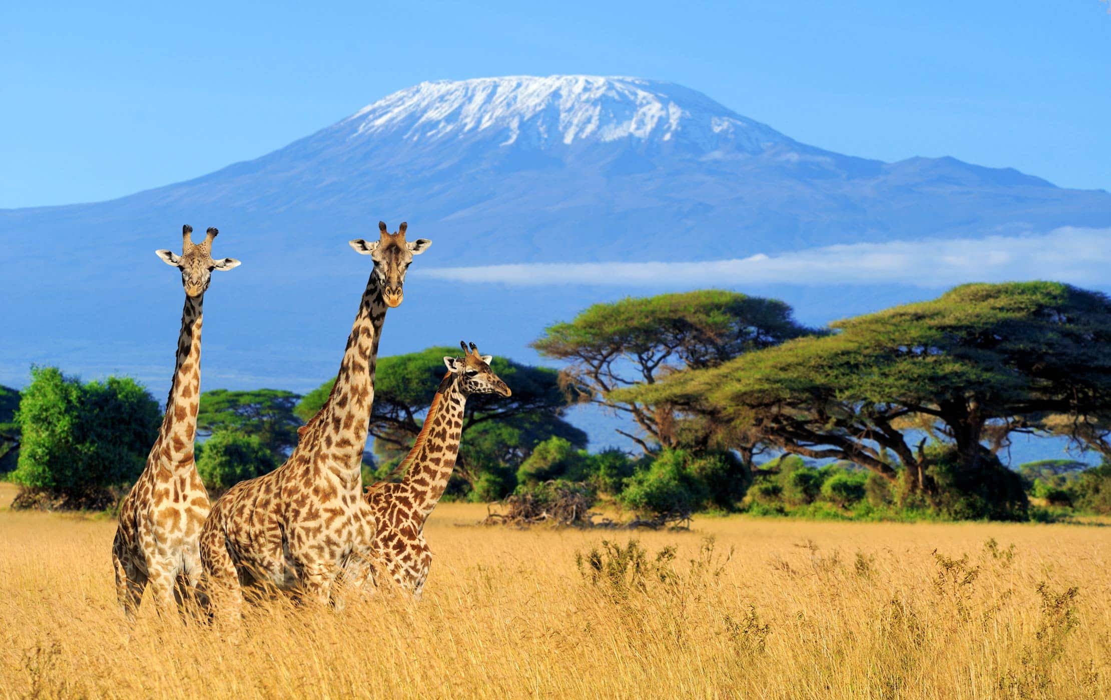 MOUNT KILIMANJARO