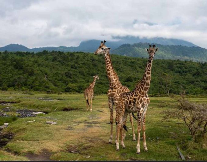 Arusha-national-park-tour