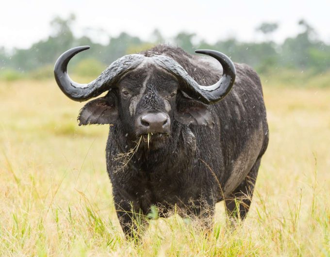Buffalo 003