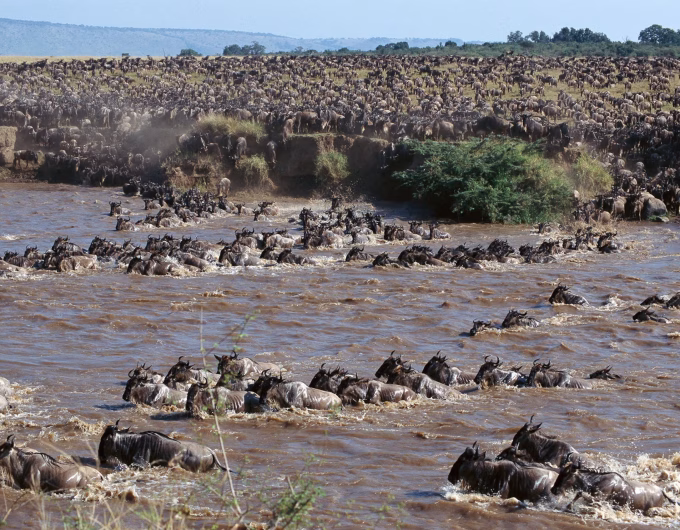 Great wildebeest Migration