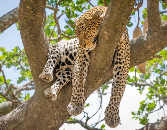 Leopard 02